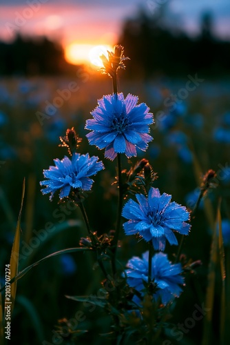Blue Flowers Bloom at Sunset With Dew Drops on Petals