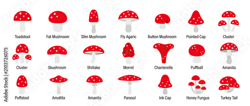 Fotografía Collection of Diverse Mushroom Illustrations