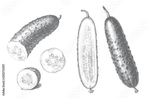 Fotografie Botanical cucumber artwork with vegetable slices and natural seed texture