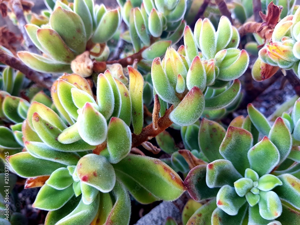 Obraz premium Vibrant Fuzzy Succulent Plant Closeup Garden