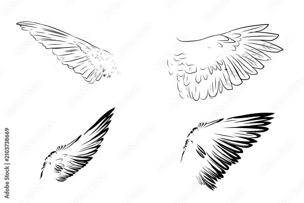 Obraz premium illustration of a bird's wings on a white background