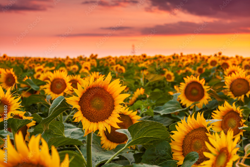 Fototapeta premium Beautiful sunflower field at sunset in a rural agricultural area in Eastern Europe