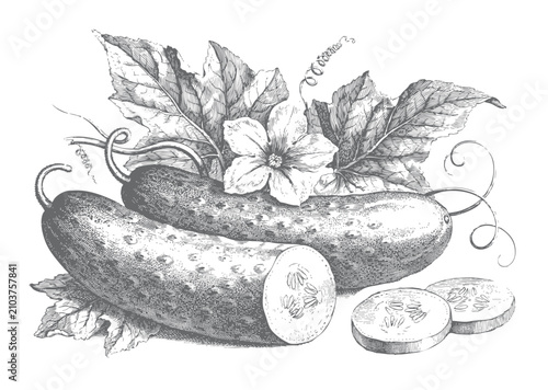 Obraz na płótnie Botanical cucumber arrangement with long vegetables, cut rounds, blossoms, and vine leaves