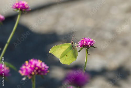 Foto Common brimstone butterfly (Gonepteryx rhamni) sitting on a pink flower in Zuric