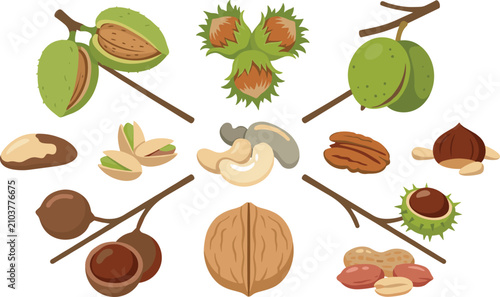 Bild auf Leinwand Mixed Tree Nuts Collection with Almond Walnut Pistachio Cashew Hazelnut Chestnut