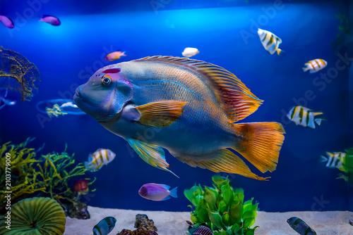 Wertvolle Fische aus tropischen Gewässern in einem Aquarium