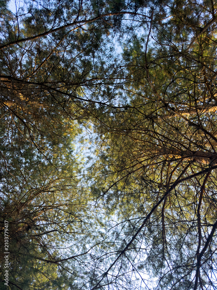 Fototapeta premium Sunlight filters through dense tree branches