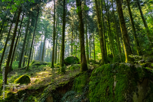 schwarzwald bei Kappelrodeck-Waldulm