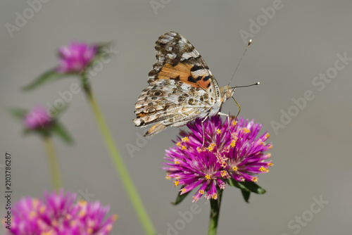 Painted Lady (Vanessa Cardui) Butterfly sitting on a pink flower in Zurich, Switzerland