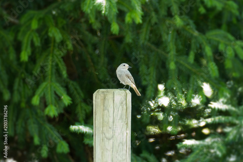 Black Redstart (Phoenicurus ochruros) sitting on wood post in Zurich, Switzerland