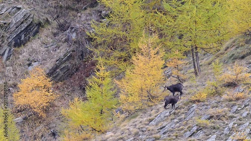 Two Alpine chamois males in the autumn season (Rupicapra rupicapra)
