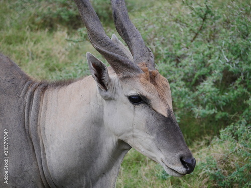 Photography Close-up of an antelope in natural environment