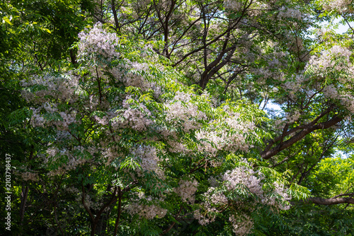 Konstfotografi センダン（栴檀）