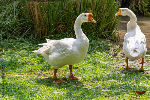 Quadro su tela Two white domestic geese standing on green grass near a pond in a rural farm setting