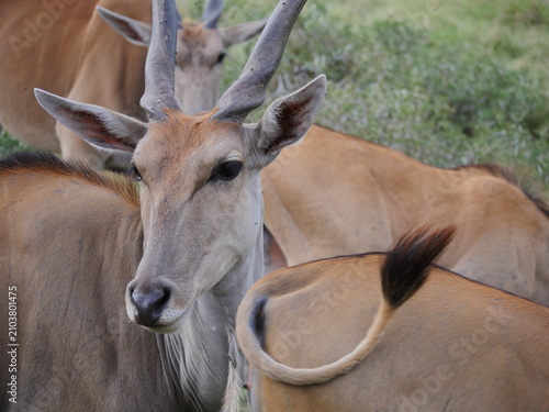 Antelopes in natural environment in Mauritius 