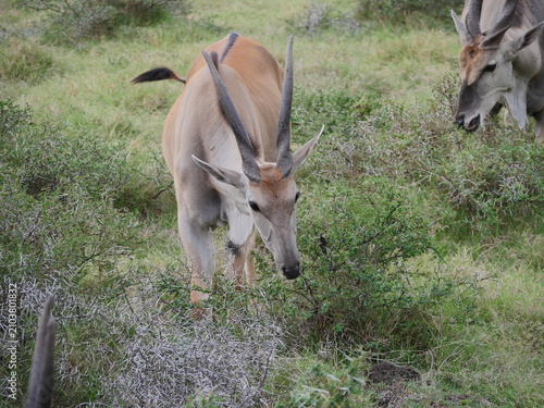 Antelopes in natural environment in Mauritius 