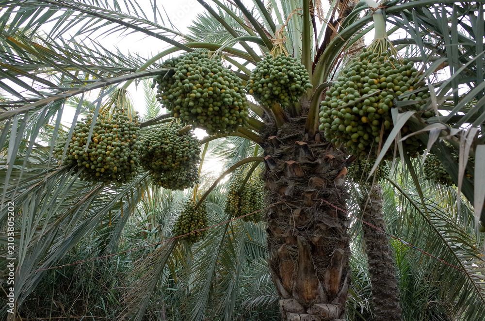 Fototapeta premium Green raw dates hanging in bunches from palm tree br