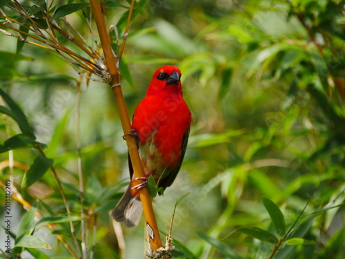 Vibrant red Fody bird of Mauritius perching on bamboo