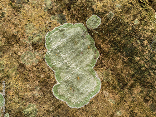 Lichen growing on rough natural surface with detailed texture in close up