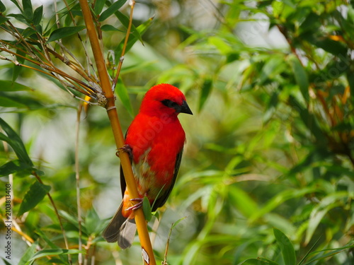 Vibrant red Fody bird of Mauritius perching on bamboo
