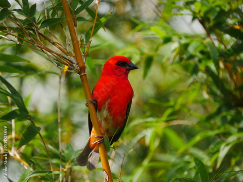 Vibrant red Fody bird of Mauritius perching on bamboo