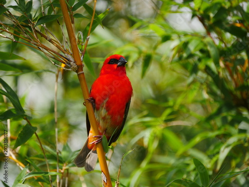 Vibrant red Fody bird of Mauritius perching on bamboo