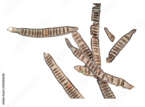 Schilderij op canvas Isolated dry leguminous seed pods cluster showing segmented structure and visible internal seeds on transparent background