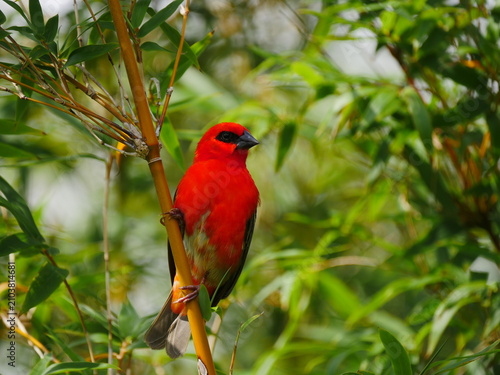 Vibrant red Fody bird of Mauritius perching on bamboo