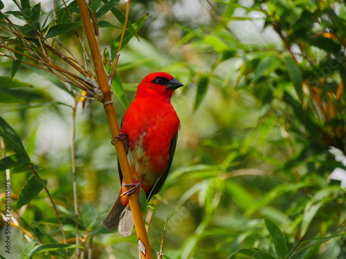 Vibrant red Fody bird of Mauritius perching on bamboo