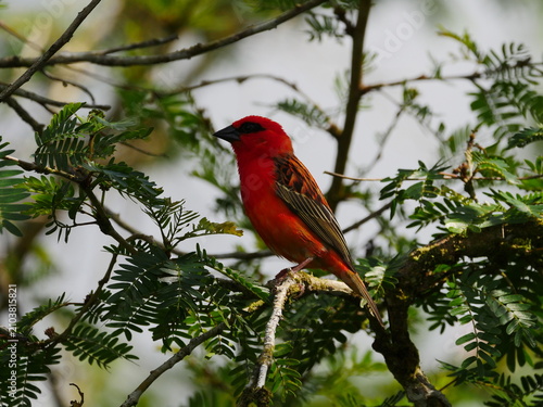 Vibrant red Fody bird of Mauritius perching on branch 