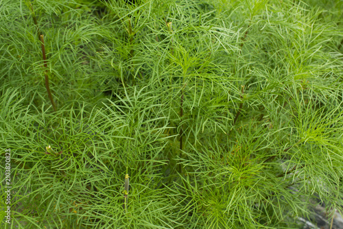 Obraz na plátně These are summer cosmos leaves.