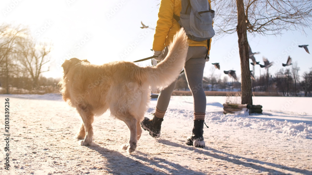 Obraz premium Woman Walking With Golden Retriever Dog In The Park During Winter View From Behind