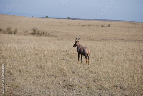 Canvas Print Safari across Kenya