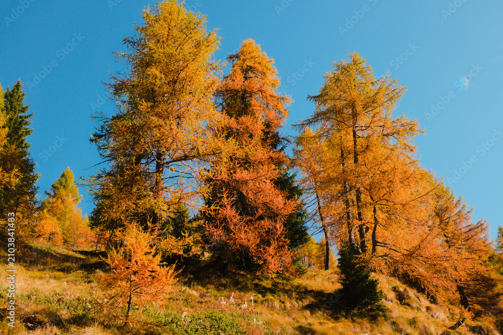 Fototapeta premium Stunning autumnal colors of the larches in the Orobie Alps. Carona, province of Bergamo, Lombardy, Italy