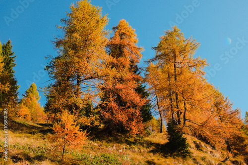 Foto Stunning autumnal colors of the larches in the Orobie Alps