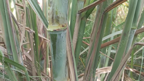 Close up of healthy sugarcane stalks growing in agricultural field with natural green foliage backdrop