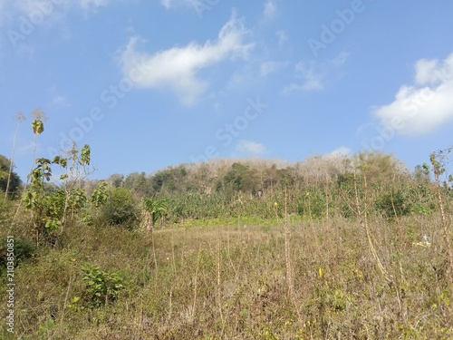 Fotografie A stretch of wild grass grows in an open field against a backdrop of blue skies and white clouds