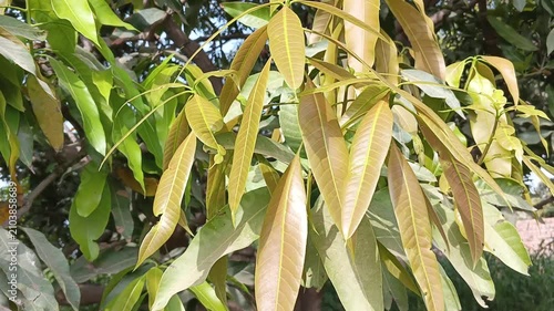 Young mango tree leaves with fresh golden green foliage and natural botanical texture in sunlight