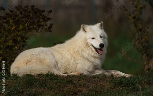 Naklejka Arctic wolf