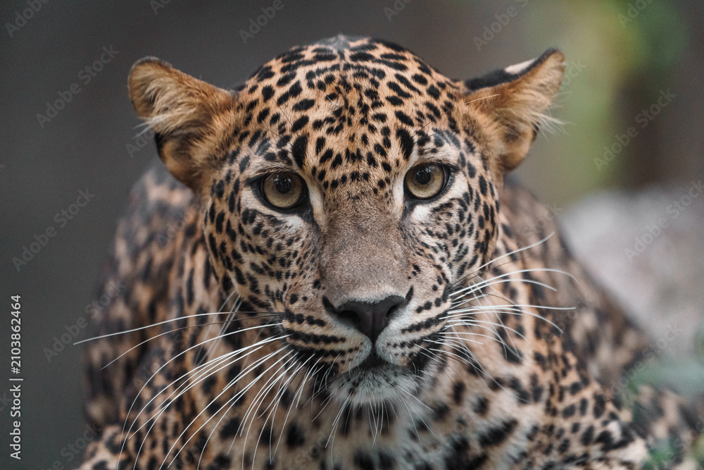Obraz premium Sri lankan leopard