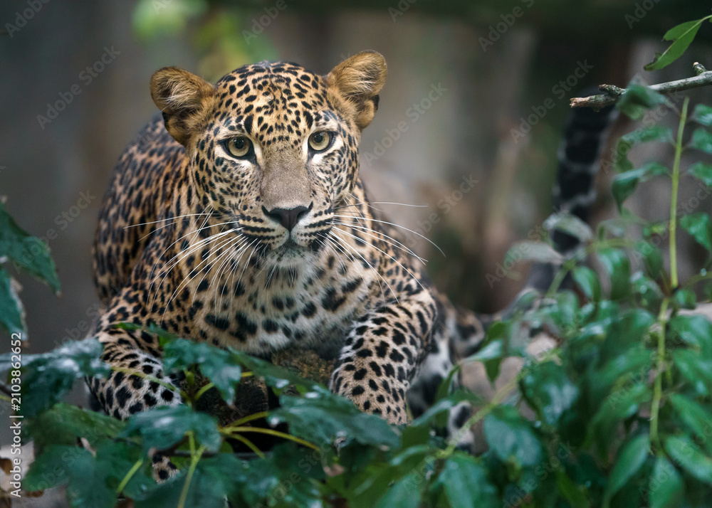 Obraz premium Sri lankan leopard