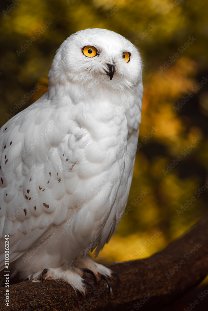 Fototapeta premium Snowy owl