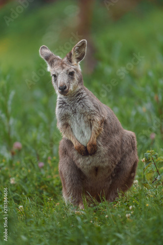 Cuadro en lienzo Common wallaroo