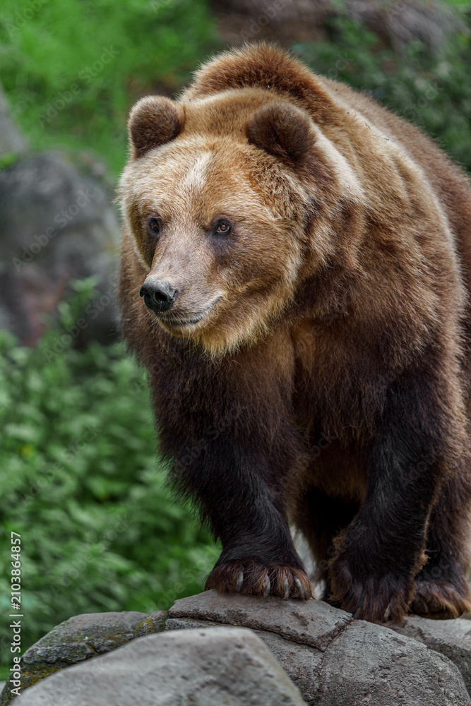 Fototapeta premium Kamchatka brown bear