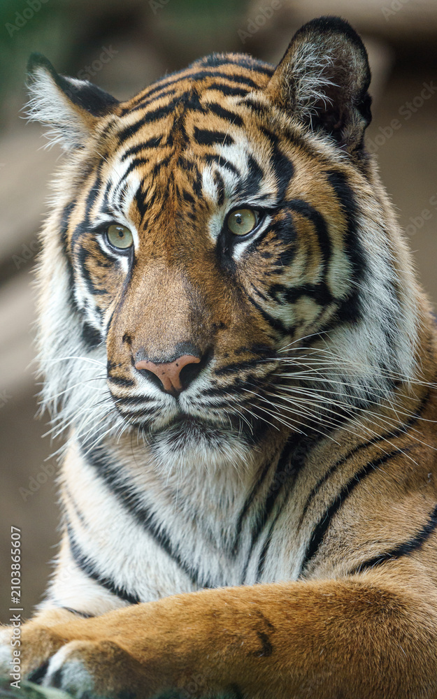 Obraz premium Sumatran tiger