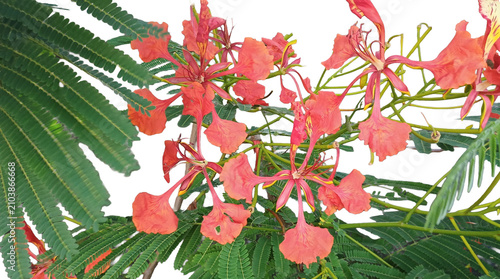 Tableau sur toile Macro photography of Delonix regia flowers and pinnate leaves