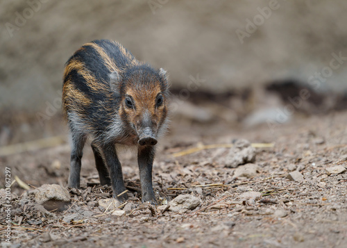 Cuadro en lienzo Visayan warty pig