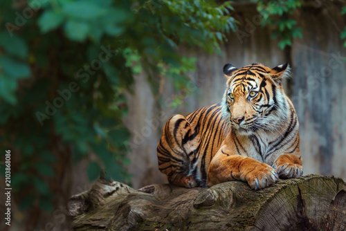 Photography Sumatran tiger