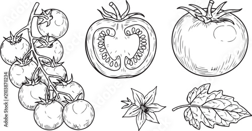 A detailed collection of black and white outline illustrations featuring whole tomatoes, a sliced half, cherry tomatoes on the vine, a flower, and a leaf.