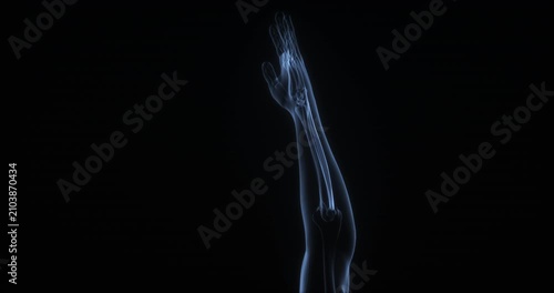 Extensor carpi ulnaris muscle in human body. X Ray. Loop
